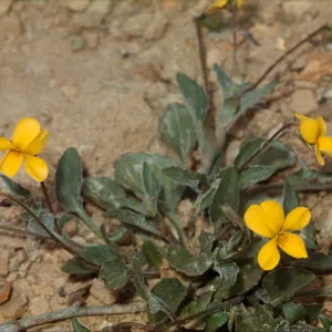 Viola quercetorum