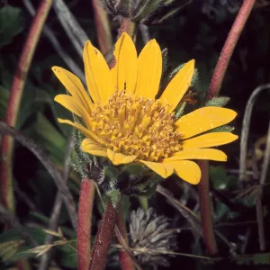 Wyethia angustifolia