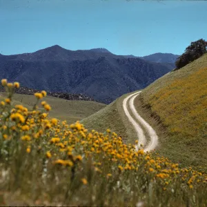 Amsinckia douglasiana