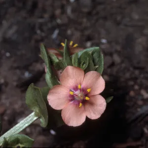 Anagallis arvensis