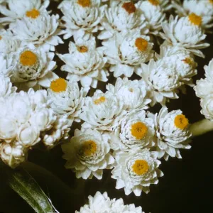 Anaphalis margaritacea