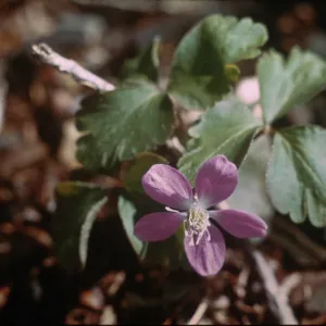 Anemone quinquefolia var. minor