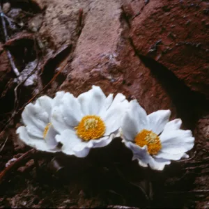 Anemone occidentalis