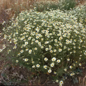 Anthemis cotula