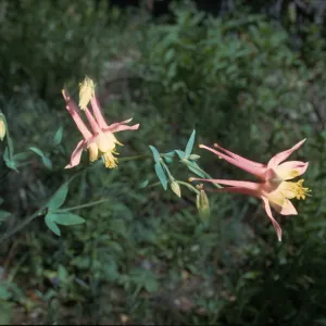 Aquilegia formosa