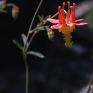 Aquilegia formosa