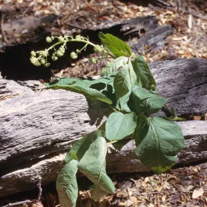 Aralia californica