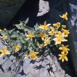 Arnica nevadensis