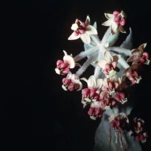 Asclepias californica