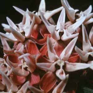 Asclepias speciosa