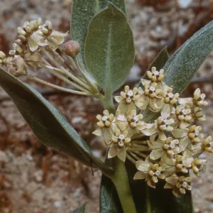 Asclepias vestita