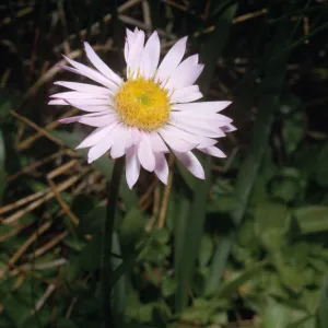 Aster alpigenus ssp. andersonii