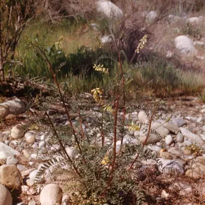 Astragalus antisellii