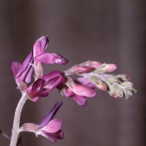 Astragalus crotalariae