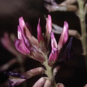 Astragalus crotalariae