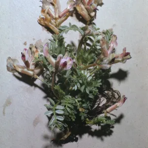 Astragalus purshii var. longilobus