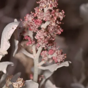 Atriplex hymenelytra staminate flowers