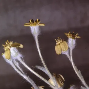 Baileya pauciradiata
