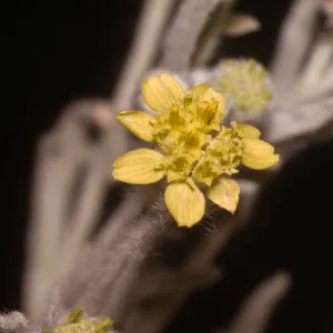 Baileya pauciradiata