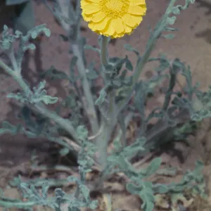 Baileya pleniradiata