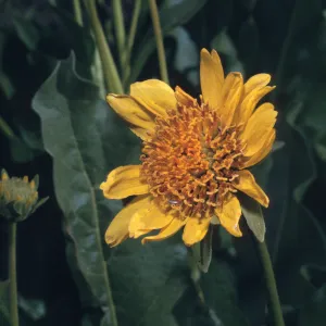 Balsamorhiza deltoidea
