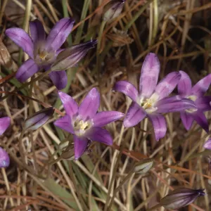 Brodiaea coronaria var. macropoda