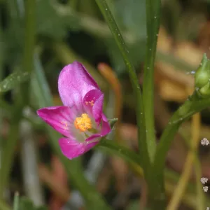 Calandrinia ciliata var. menziesii