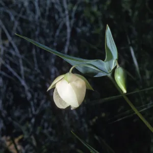 Calochortus albus