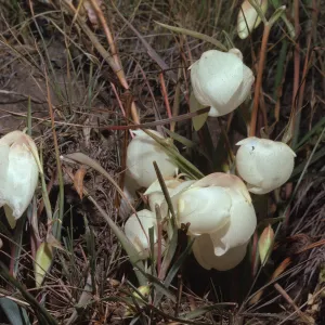 Calochortus albus
