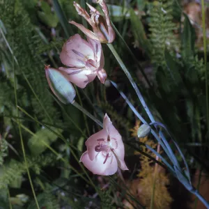 Calochortus