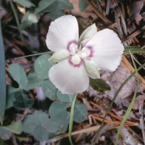 Calochortus nudus