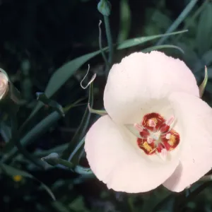 Calochortus catalinae