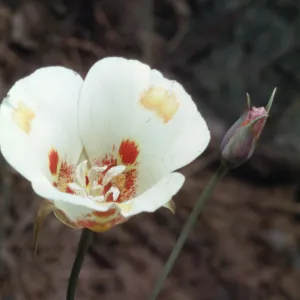 Calochortus venustus