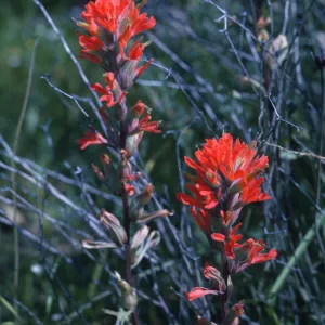 Castilleja affinis