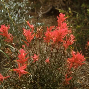 Castilleja linariifolia