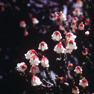 Cassiope mertensiana