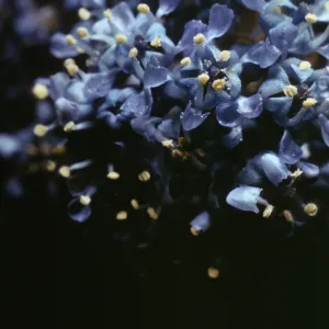 Ceanothus griseus var. horizontalis