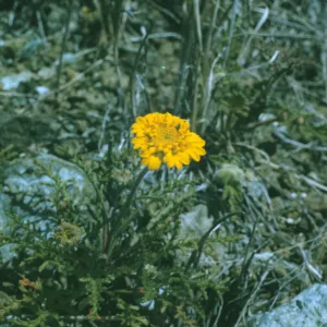 Chaenactis glabriuscula var. curta