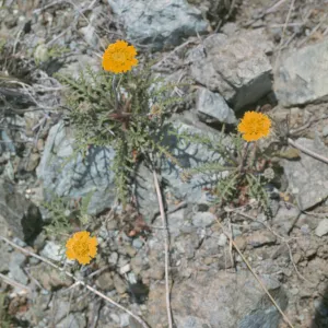 Chaenactis glabriuscula var. curta