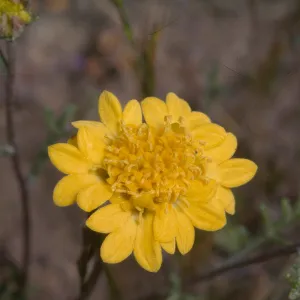 Chaenactis glabriuscula var. denudata