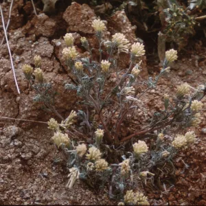 Chaenactis macrantha