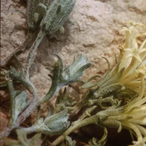 Chaenactis macrantha