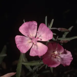 Clarkia bottae