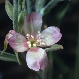Clarkia