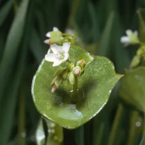 Claytonia perfoliata