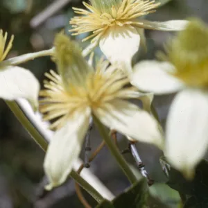 Clematis lasiantha