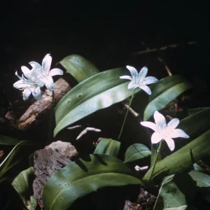 Clintonia uniflora