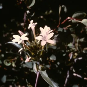 Collinsia grandiflora