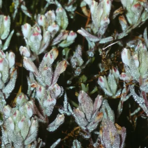 Cordylanthus maritimus