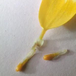 Coreopsis bigelovii, ray & disk achenes,